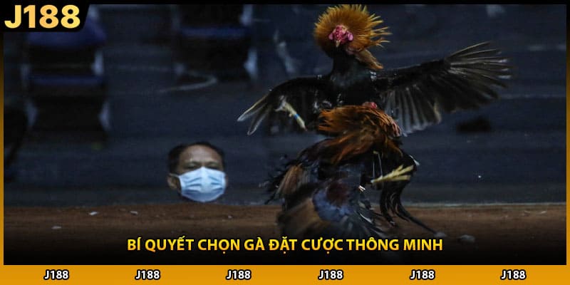 Bí quyết chọn gà đặt cược thông minh