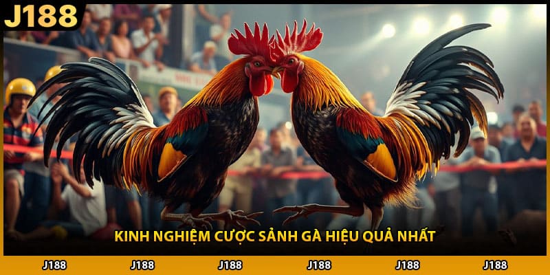 Kinh nghiệm cược sảnh gà hiệu quả nhất