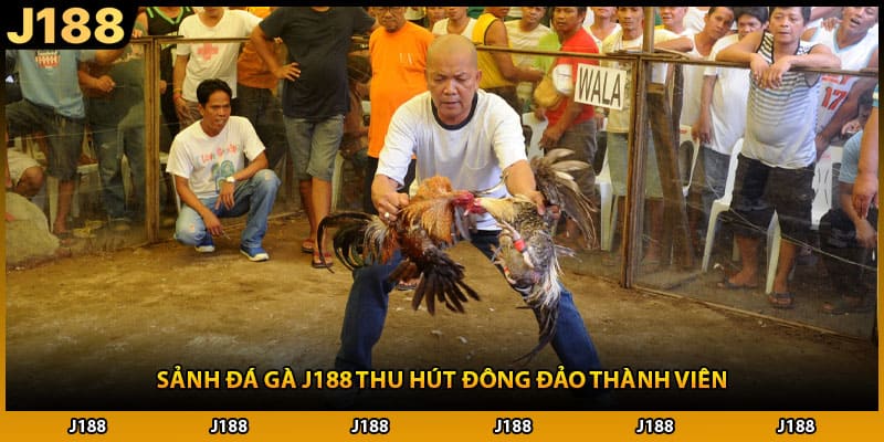 Sảnh đá gà J188 thu hút đông đảo thành viên