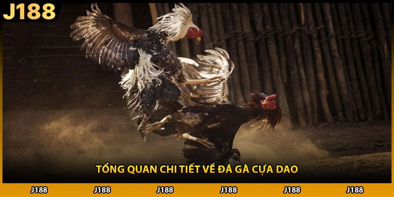 Tổng quan chi tiết về đá gà cựa dao