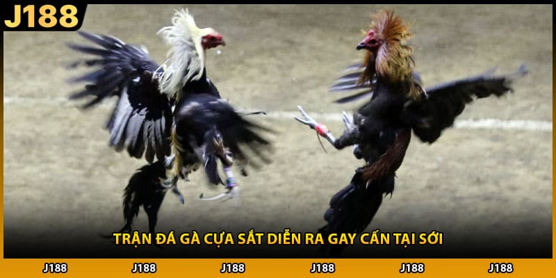 Trận đá gà cựa sắt diễn ra gay cấn tại sới